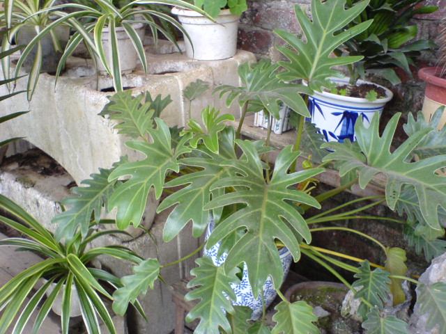 DSC00443.JPG