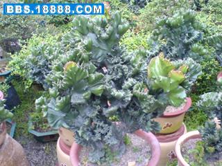 DSC01456.JPG