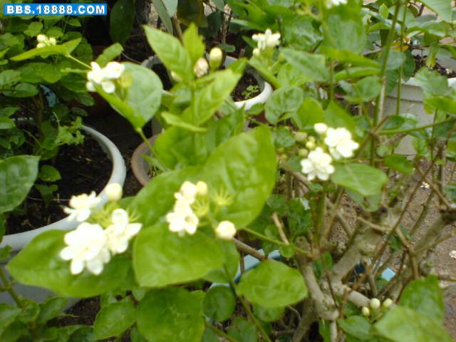 DSC00377.JPG
