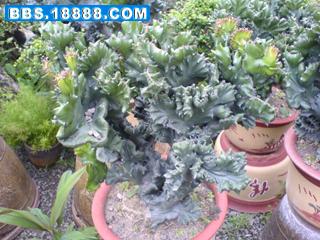 DSC01452.JPG