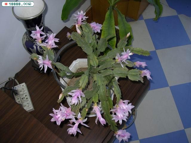 调整大小1999-01-01 007.JPG