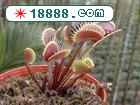 u=1959079943,2430699560&gp=2.jpg