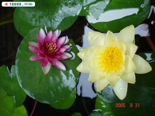 DSC02085.jpg