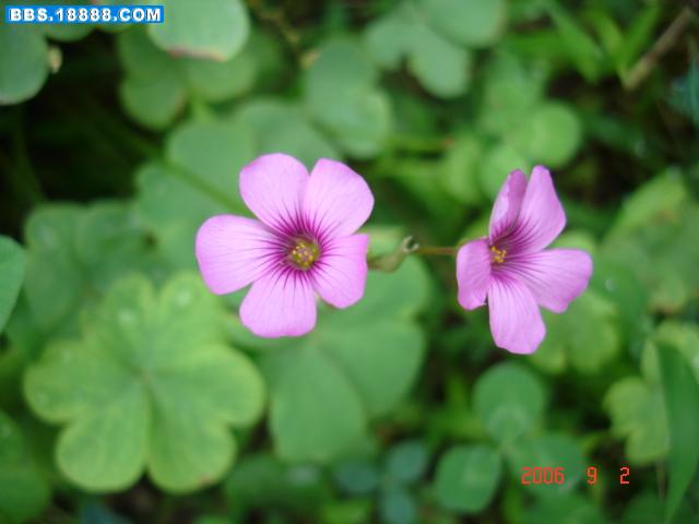 DSC06185.JPG