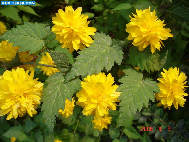 DSC04680.jpg