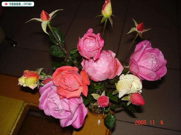 DSC02920.jpg