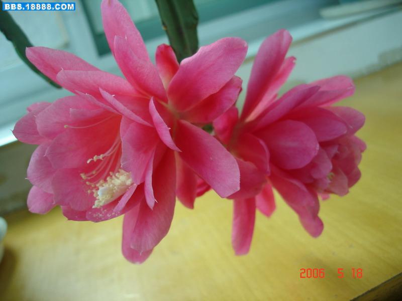 DSC05218.jpg