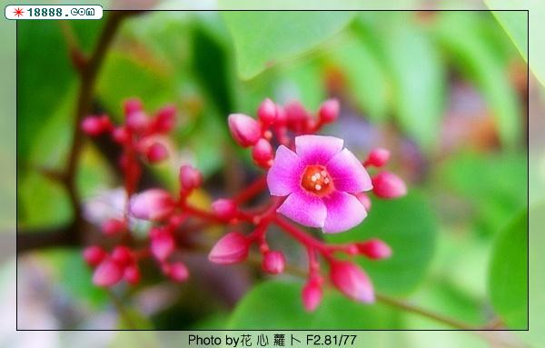 杨 桃 花1.jpg