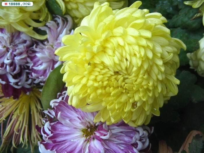 菊花6.JPG