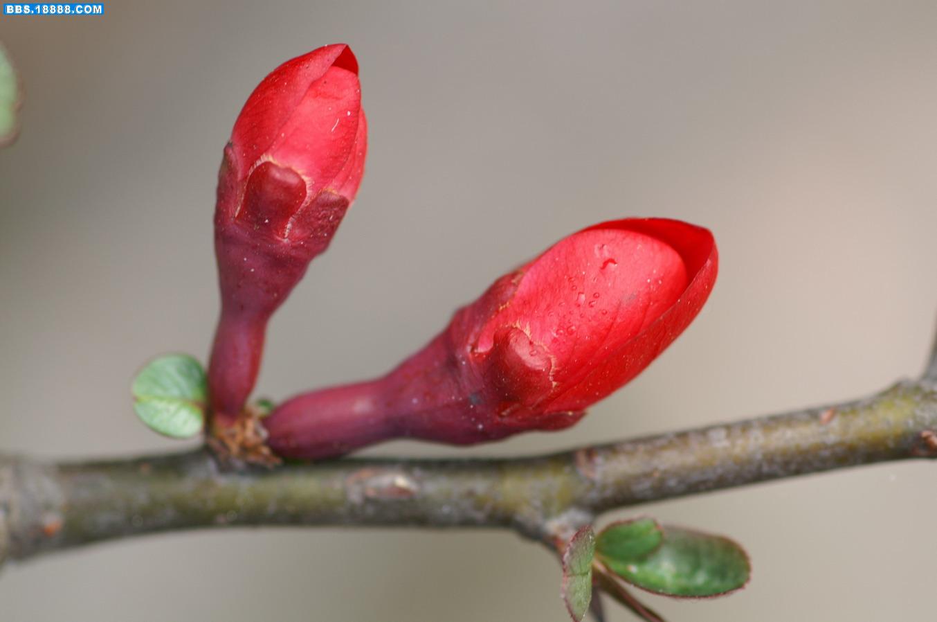 木瓜花1.JPG