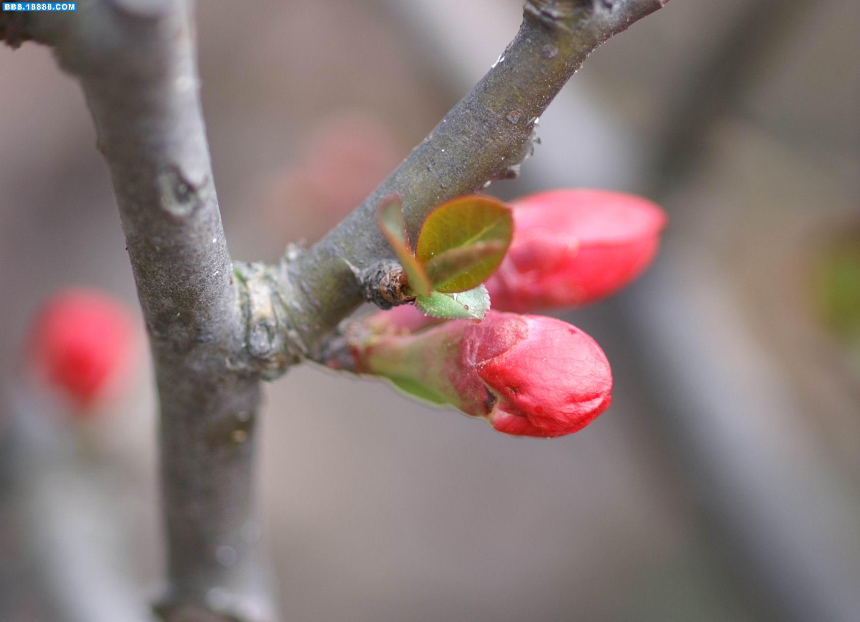 木瓜花5.JPG
