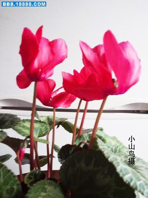 调整大小 P1210007副本.jpg