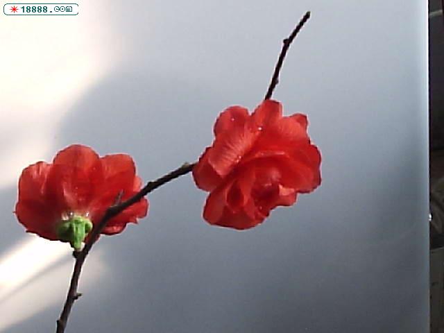 P1020003.JPG