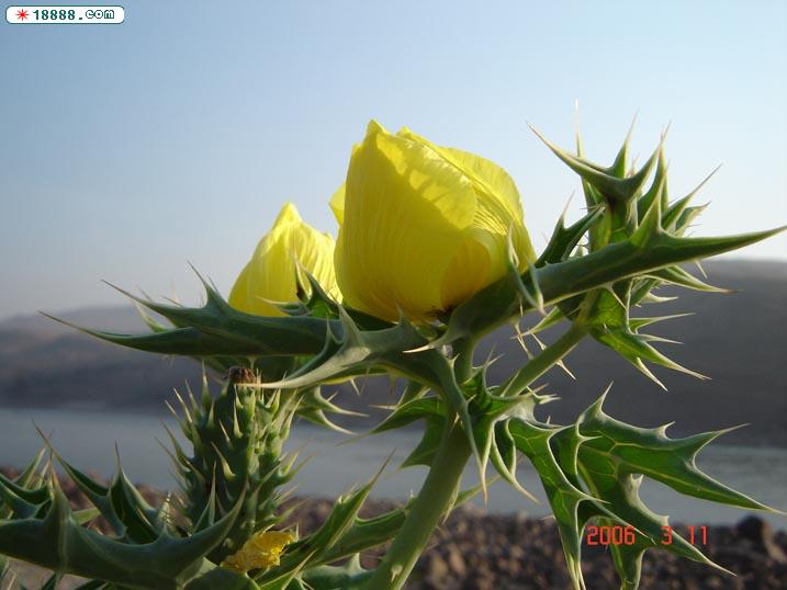 {DDF8CDC8-5B5F-4C6D-BC7B-B5918347F36A}.jpg