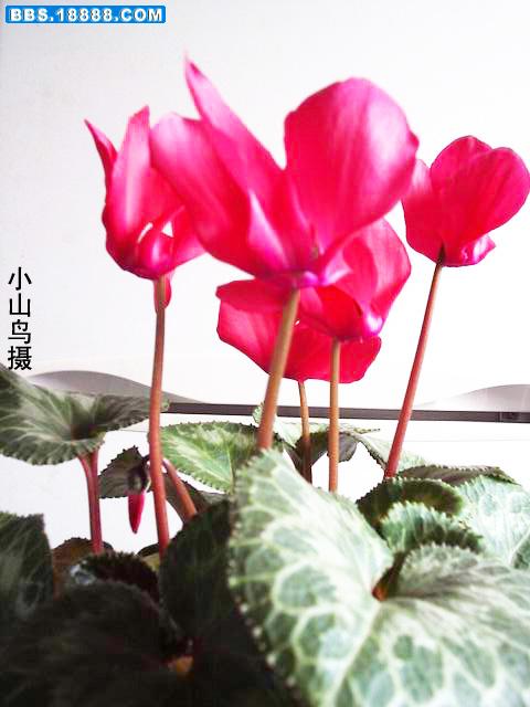 调整大小 P1210015副本.jpg