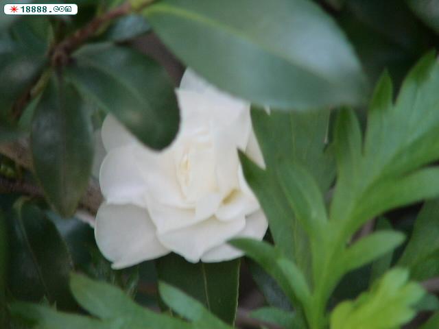 DSC00103.JPG