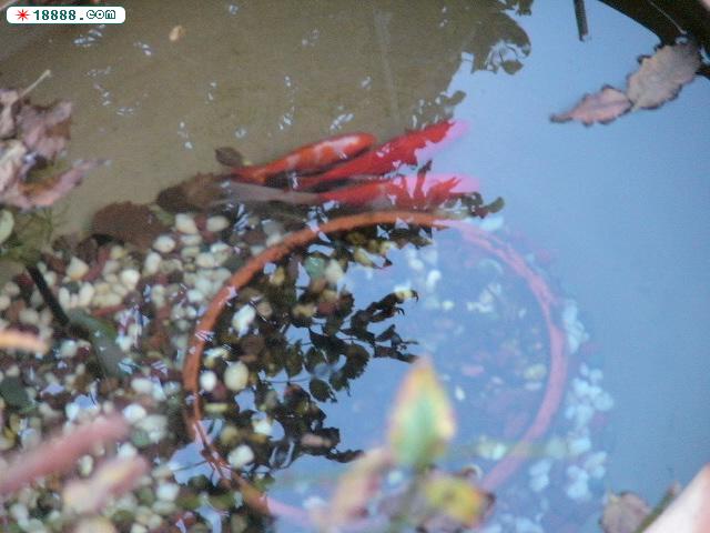 DSC00206.JPG