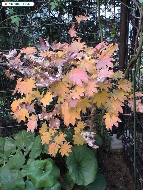 DSC00195.JPG