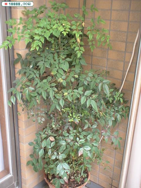 DSC00107.JPG