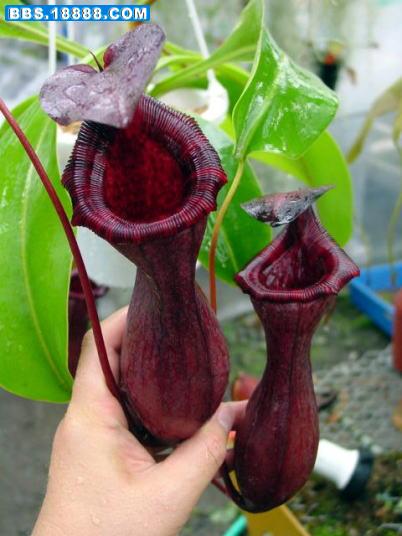 N lowii x ventricosa-red2.jpg