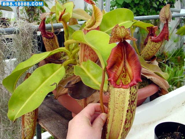 N.maxima x veitchii.jpg