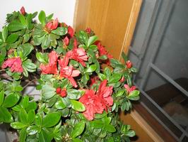 调整大小 IMG_1302.JPG