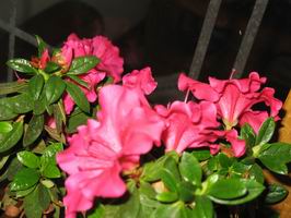 调整大小 IMG_1300.JPG