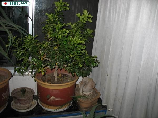 调整大小 IMG_0879.JPG