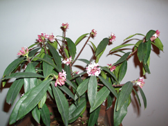 照片20051208 211ppp.jpg