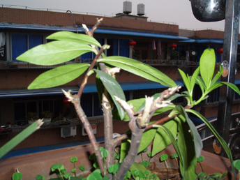 照片20051208 080ppp.jpg
