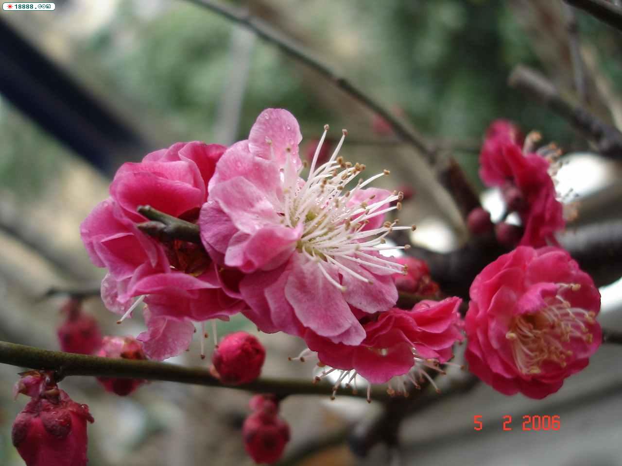 DSC02044.JPG