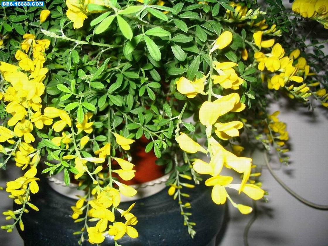 黄花.jpg