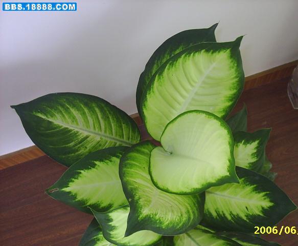 PIC_0004.JPG