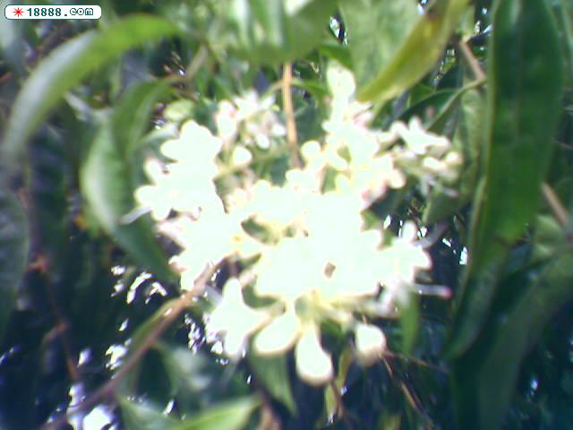 Pic0110002.jpg