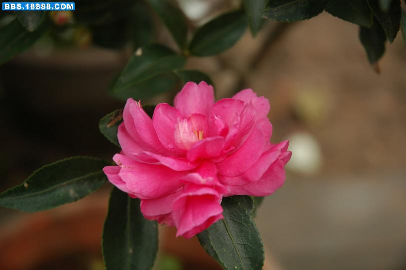 DSC_0057.JPG