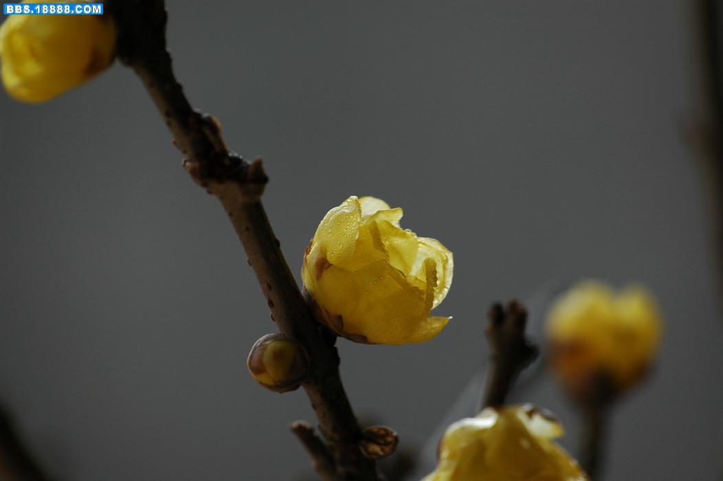 DSC_0092.JPG