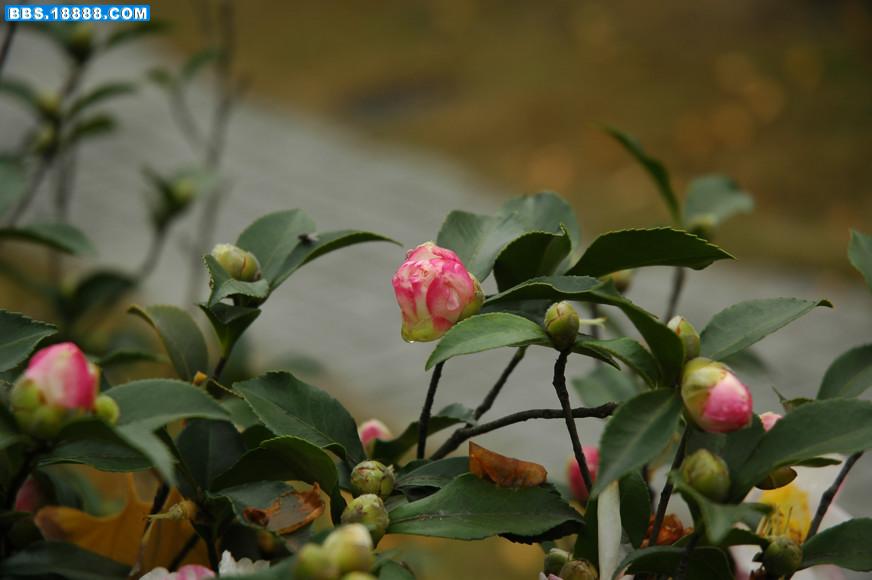 DSC_0065.JPG