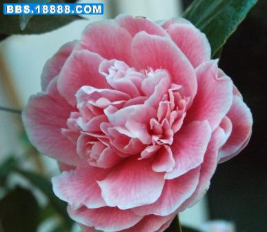 DSCF4070.JPG