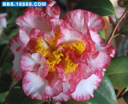 DSCF3707.JPG