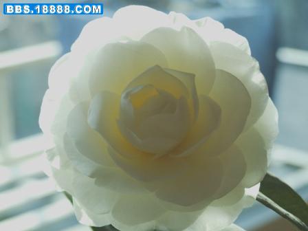 DSCF0401.JPG