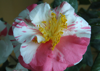 DSCF0127.JPG