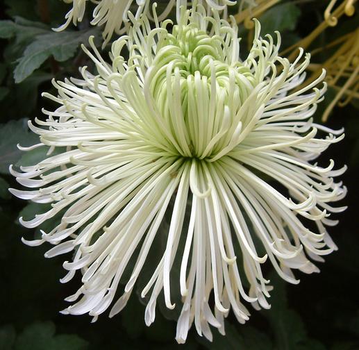 菊花.jpg