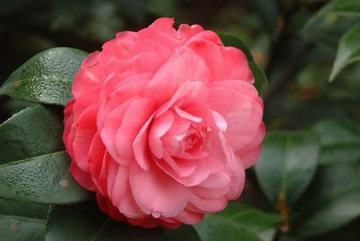 山茶花.jpg