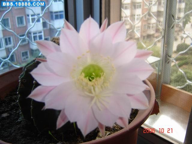 调整大小 DSC04543.JPG