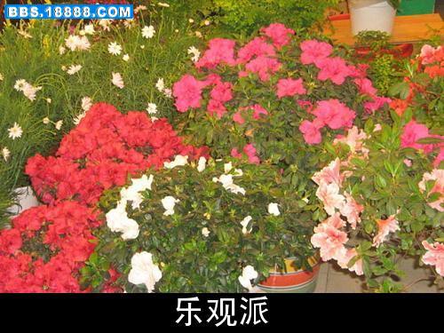 花8.JPG