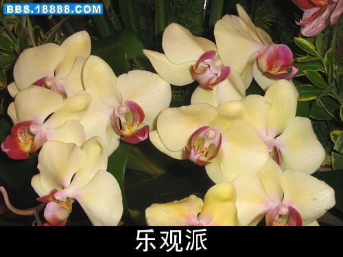 花12.jpg