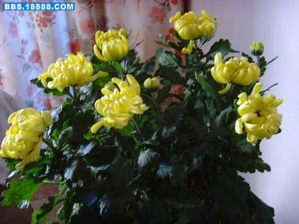 SNV30534.JPG