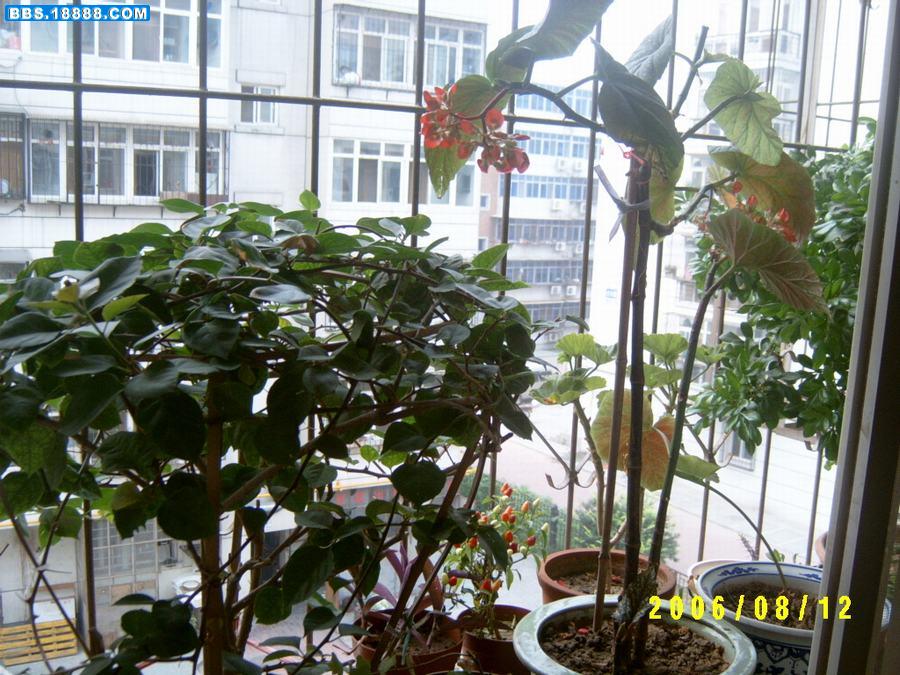 窗外的花.JPG
