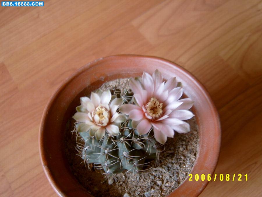 草球开花5.JPG