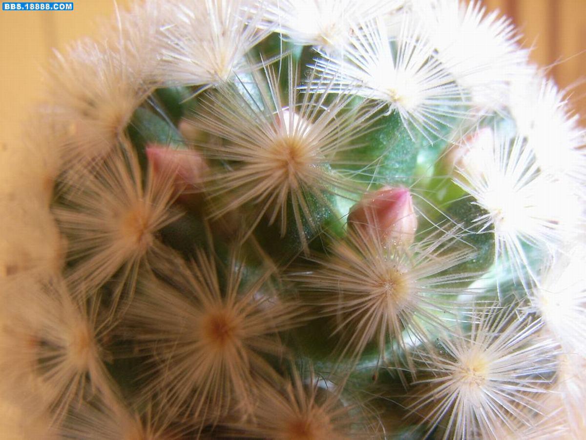 要开花的球1.JPG